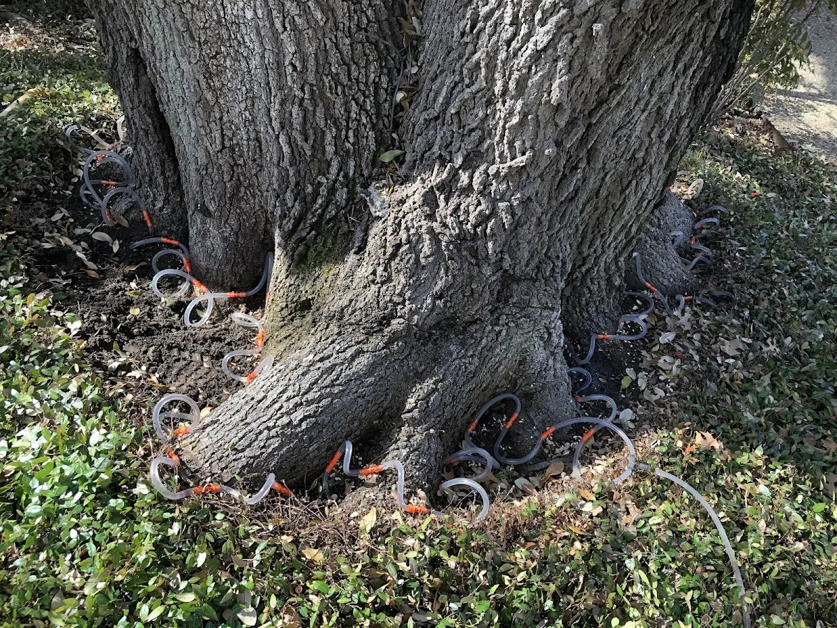 Detailed Tree Cabling and Bracing job site in Sanford