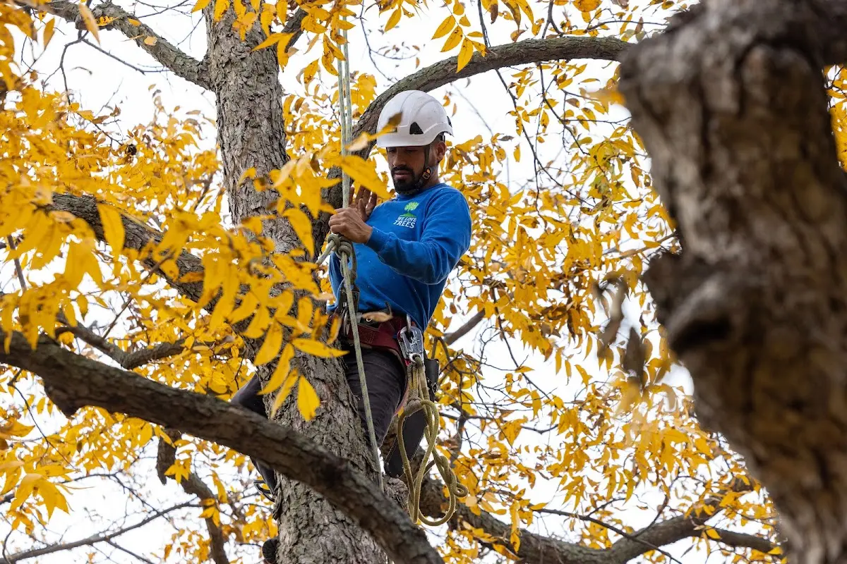 Skilled Tree Pruning crew working in Sanford