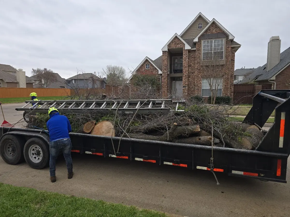 Expert Tree Removal with proper safety equipment in Sanford